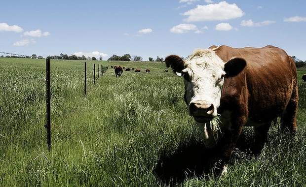 Farmers to connect with cows using mobile phones