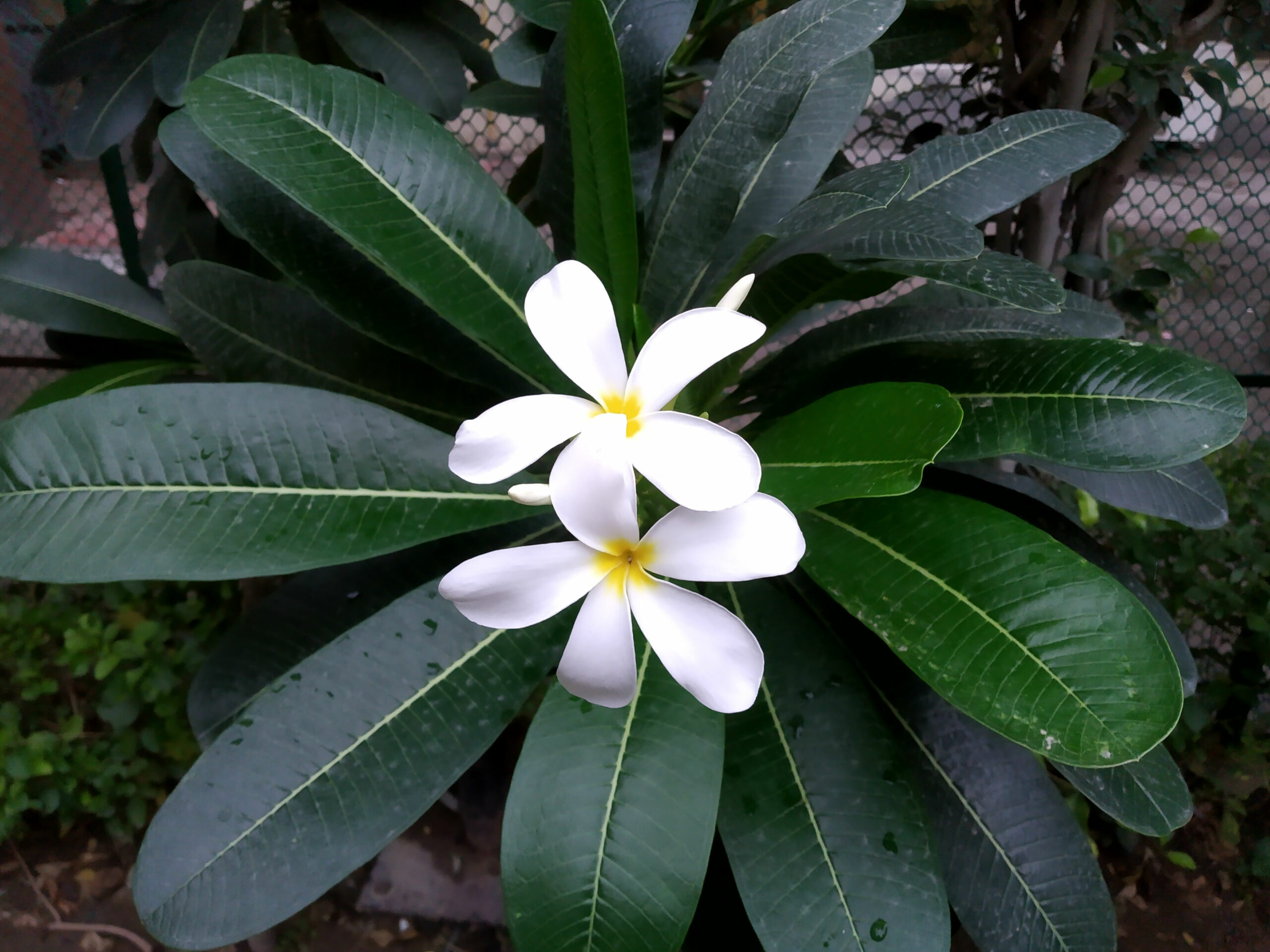 Xiaomi Redmi 6 Pro Camera Samples