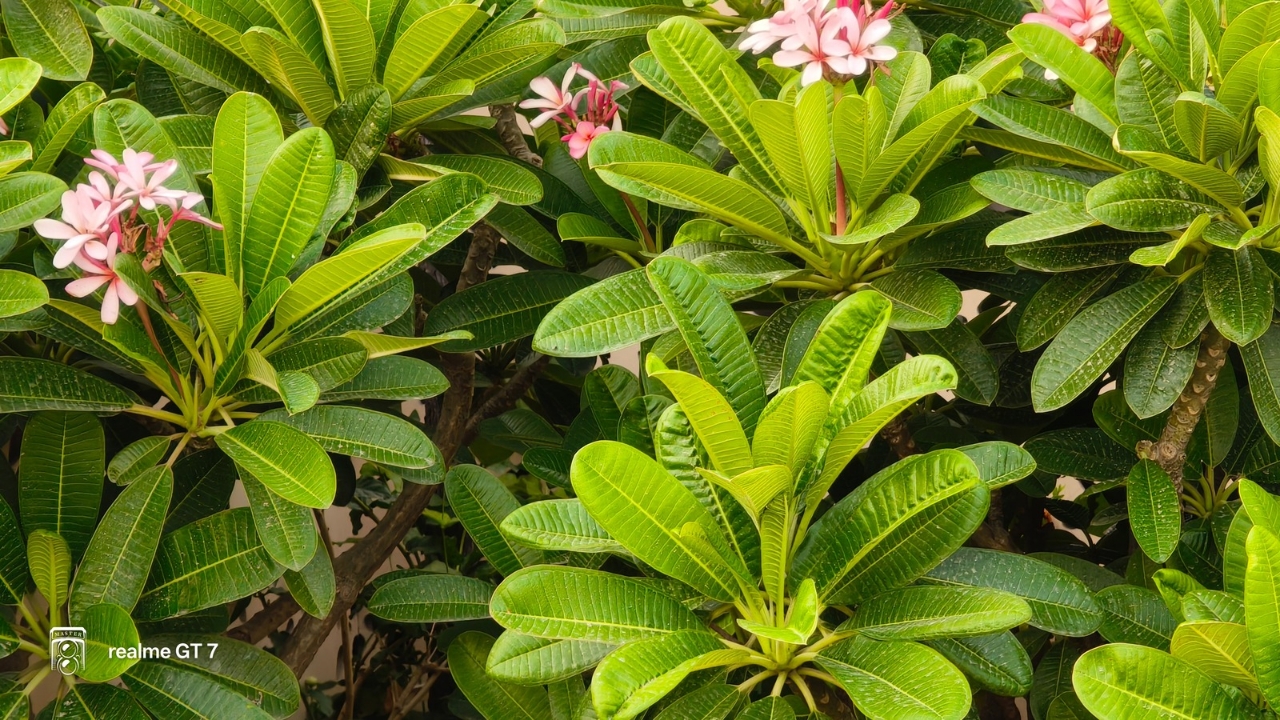 Realme Gt 7 5x zoom