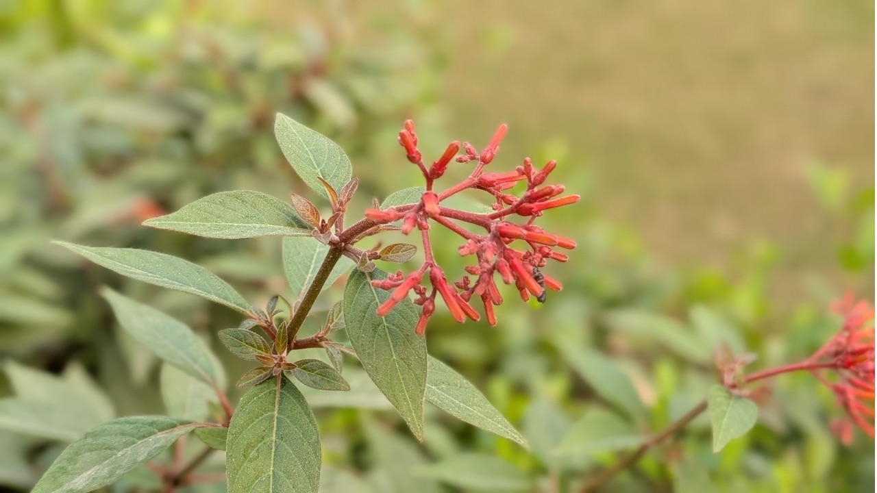Pixel 10 Pro Fold portrait 2
